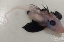 Những loài động vật kỳ dị với "của quý" trên đỉnh đầu