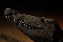 Kinh ngạc 9 xác ướp siêu thực ấn tượng nhất thế giới