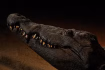 Kinh ngạc 9 xác ướp siêu thực ấn tượng nhất thế giới