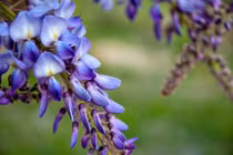 12 loài hoa tuyệt đẹp nhưng độc chết người, chớ dại đụng vào 