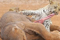 Những khoảnh khắc động vật xẻ thịt con mồi tàn bạo