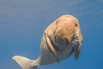 Những loài động vật kỳ lạ nhất thế giới có thể bạn chưa từng biết tới