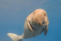 Những loài động vật kỳ lạ nhất thế giới có thể bạn chưa từng biết tới