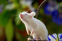 Ba năm tới: 3 con giáp nợ nần chồng chất, 1 tuổi thoát Tam Tai 