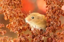 Cuối tháng 6/2022, con giáp biến rủi thành may, tìm kiếm giàu có cực đàng hoàng