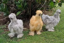 Top 10 loài động vật kỳ lạ hiện còn sinh sống trên Trái Đất