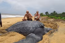 Sửng sốt ảnh động vật huyền bí nhưng có thật trên Trái Đất 