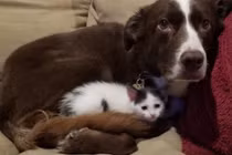 Ấm lòng những khoảnh khắc đáng yêu và cảm động của động vật 