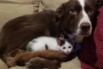 Ấm lòng những khoảnh khắc đáng yêu và cảm động của động vật 