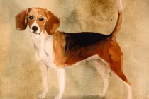 3 tuổi đỏ nhất tháng 8/2022: Đến thời tài lộc nở rộ, ăn nên làm ra