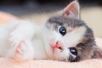 4 tuổi tháng 8 làm đâu trúng đó, tháng 9 giàu có, tháng 10 tậu xe