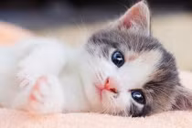 4 tuổi tháng 8 làm đâu trúng đó, tháng 9 giàu có, tháng 10 tậu xe