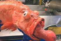 Sởn da gà những "quái vật" biển sâu chưa từng được trông thấy 