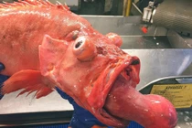 Sởn da gà những "quái vật" biển sâu chưa từng được trông thấy 