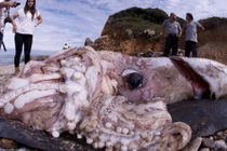 Loạt ảnh động vật kỳ lạ huyền bí có thật trên Trái đất 