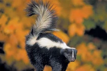 Top 10 loài động vật hôi hám nhất hành tinh, chớ dại đến gần 