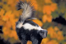 Top 10 loài động vật hôi hám nhất hành tinh, chớ dại đến gần 