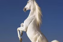 Tháng 2 âm hoan hỷ: 4 con giáp vận khí xông thiên, tài khoản nảy số