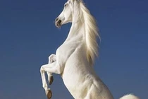 Tháng 2 âm hoan hỷ: 4 con giáp vận khí xông thiên, tài khoản nảy số