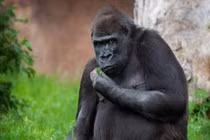 Tại sao chiếc đuôi đột nhiên biến mất trong quá trình tiến hóa của loài người?