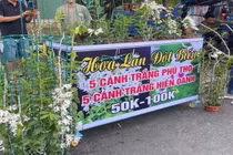 Lan đột biến tiền tỷ rao bán rẻ như rau, người trong cuộc nói gì?