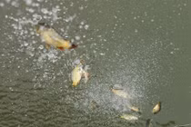 Mua trực thăng, đốt cả ôtô cúng ông Công, ông Táo, chuyên gia nói gì?