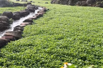 Cây dại trước vứt đi, nay hóa “mỏ vàng” dân thu hàng trăm triệu