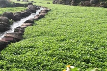 Cây dại trước vứt đi, nay hóa “mỏ vàng” dân thu hàng trăm triệu