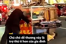 Video: Chú chó giúp chủ kéo xe qua đường