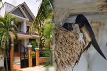 Trong nhà xuất hiện 5 dấu hiệu này, tiền tài vận may ùn ùn kéo đến 