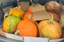 Bí ngô Halloween: Quả khổng lồ giá 7,5 triệu