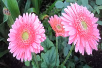 3 con giáp thật thà, ngay thẳng, dễ trở thành đối tác tin cậy 