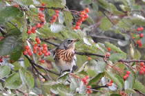Ai sinh tháng Âm lịch này gặp đau khổ, khó khăn, về sau may mắn