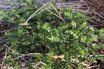 Cây mọc hoang ở Việt Nam ít ai ngó ngàng... khéo trồng thu tiền tỷ/năm