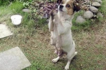 Thấy chó hoang liên tục “lạy lục” mình, chàng trai đi theo thì bắt gặp cảnh tượng