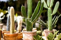 Các loại cây nên và tránh trồng trong nhà theo nguyên tắc phong thủy