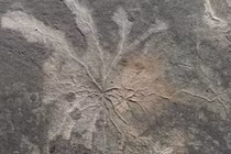 Phát hiện khu rừng lâu đời nhất, có niên đại 386 triệu năm