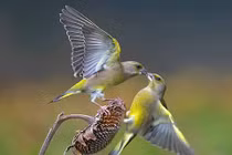 Ai sinh tháng Âm lịch này khởi nghiệp khó khăn, nỗ lực sẽ thành công, gặt hái trái ngọt