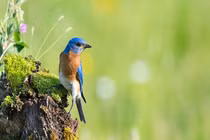 Sinh tháng Âm lịch nào vượt được mọi khó khăn, tương lai như ý? 