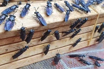 Loài ở Việt Nam ai gặp cũng xua đuổi, 9X nuôi lại kiếm 50 triệu/tháng