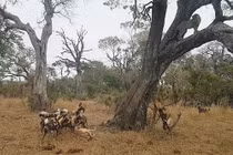 Video: Khi báo hoa mai trở thành con mồi của chó hoang