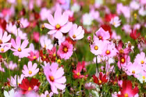 3 tuần tới đây, 3 con giáp hưởng lộc sâu dày, tiền về chật két