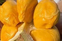 Sầu riêng ngon nhất thế giới đổ bộ chợ Việt, nhà giàu chi tiền ăn sang