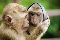 Những ngày tới: Con giáp quý nhân phù trợ, cơ hội thăng tiến trong tầm tay