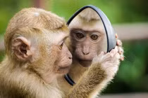 Những ngày tới: Con giáp quý nhân phù trợ, cơ hội thăng tiến trong tầm tay