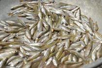 Loại cá “nhà nghèo” xưa rẻ bèo ở Việt Nam, nay bắt về bán 250.000/kg