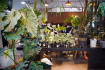 Lá kiểng giá trăm triệu đồng, liệu có giống 'cơn sốt' lan đột biến?