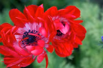 Ai sinh tháng Âm lịch này vượng vận quý nhân, sự nghiệp phát triển