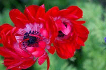 Ai sinh tháng Âm lịch này vượng vận quý nhân, sự nghiệp phát triển