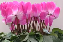 Sau tháng 10 thích hợp để 3 loại hoa nở đẹp, dễ chăm sóc